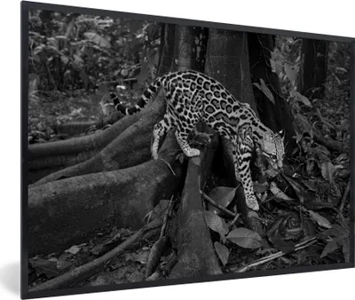 Produktbild von MuchoWow® MuchoWow® Gerahmtes Poster Ozelot im Dschungel von Costa Rica in Schwarz und Weiß 90x60 cm - Poster mit zchwarzem Bilderrahmen - Fotorahmen - Foto-Plakat