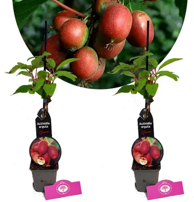 Produktbild von Sada 2 plodů kiwi - Actinidia arguta "Geneva" - výška 40 cm - květináč 9 cm