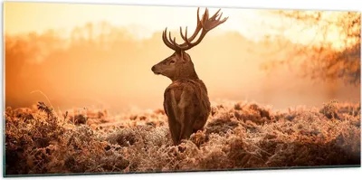 Produktbild von Bilder auf glas - Hirsch Natur Feld - 120x50cm - Glasbilder - Wandbilder - Kunstdruck - zum Aufhängen bereit - Wanddekoration aus Glas - Glas Bilder - Wandbild auf Glas - Einteilig - GAB120x50-3632
