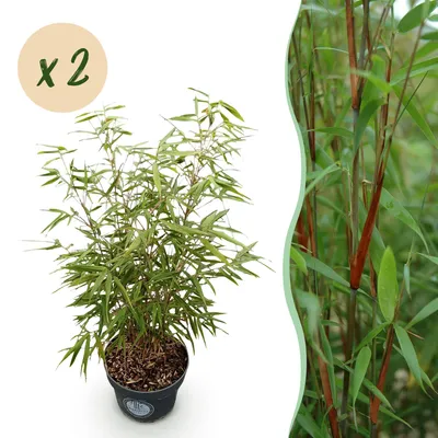 Produktbild von Green boutiQ - Gräser - Fargesia scabrida Asian Wonder - Bambus - Nicht Ausbreitend - Grün - 2 Pflanzen - Topf 23 cm - Höhe 80 cm