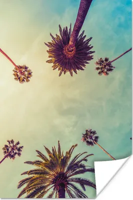 Produktbild von MuchoWow® Poster Palme - Himmel - Bäume - Sommer - Tropisch 120x180 cm - Kunstposter