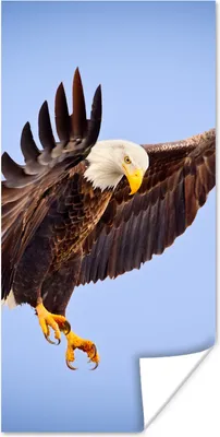 Produktbild von MuchoWow® Poster Ein Weißkopfseeadler am blauen Himmel 60x120 cm - Wandschmuck