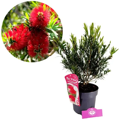A potted Callistemon masotti 'Mini Red' plant with a close-up inset of its red flowers.