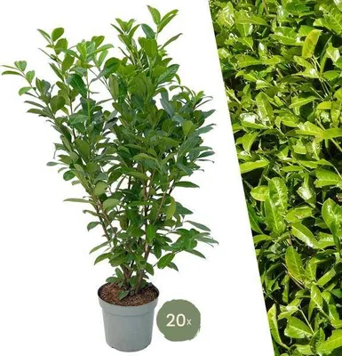 Obrázek produktu pro Vavřín třešňový Rotundifolia – 20 rostlin na 10 metrů živého plotu – vždyzelený vavřín třešňový, výška 125–150 cm – rychle rostoucí a hustý