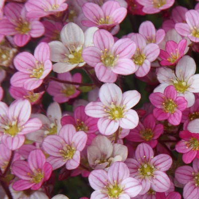 Produktbild von 20 Servietten Floral harmony - Zarte rosa Blüten 33x33cm
