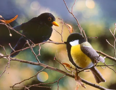 Produktbild von Kösen Kohlmeise Zizi 16 cm Vogel Stofftier