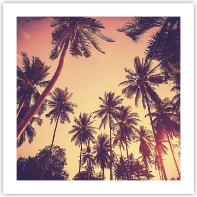Produktbild von Poster - Poster ohne Rahmen - Palmen Himmel Sonne - 50x50 cm - Wand Bild - Wanddeko - Wandbilder - Kunstposter - Wandposter - Bilder - Kunstdruck - Wanddekoration - Wandbild - P2XAC50x50-4220