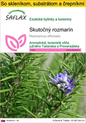 Obrázok produktu pre SAFLAX Kultivačný set - Skutočný rozmarín - Rosmarinus officinalis - 100 Semená - S mini skleníkom, pestovateľským substrátom a 2 črepníkmi