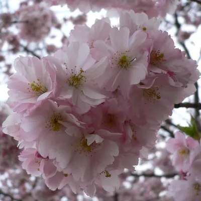 Produktbild von Japanische Säulenkirsche Amanogawa - Prunus serrulata 60-100 cm 5 Liter