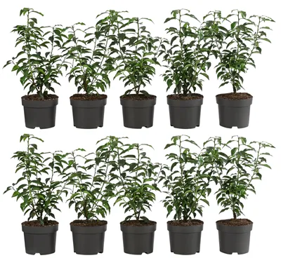 Produktbild von Dehner Portugiesischer Kirschlorbeer, für 2 Meter Hecke, ca. 30 cm, 10 x 2 l Topf, Heckenpflanze