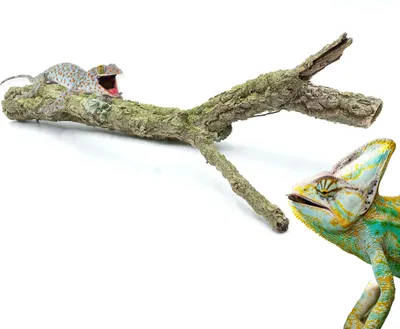 Produktbild von BioBranch 50cm Korkeichenzweig, gerade oder verzweigt