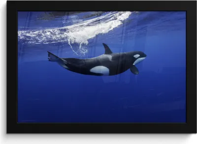 Produktbild von MuchoWow® MuchoWow® Gerahmtes Poster Orca im klaren Wasser 30x20 cm - Poster mit zchwarzem Bilderrahmen - Kunstdruck - Bild-Poster