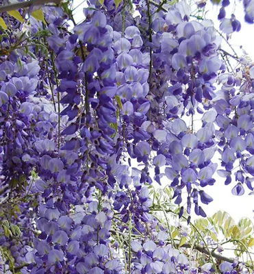 Produktbild von Blauregen ´PROLIFIC´ 70-80 cm, Cont. 2 l
