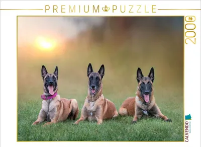 Produktbild von CALVENDO Puzzle Ein Motiv aus dem Kalender Traumhund Malinois | 2000 Teile Lege-Größe 90x67cm Foto-Puzzle für glückliche Stunden