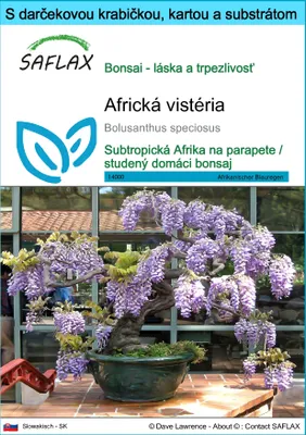Obrázok produktu pre SAFLAX Darčeková sada - africká vistéria - Bolusanthus speciosus - 15 Semená - S darčekovou krabičkou, prepravným štítkom, darčekovou kartou a pestovateľským médiom