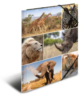 Obrázek produktu pro HERMA Sammelmappe A4 Afrika Tiere Pappe
