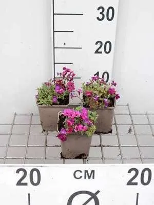 Immagine prodotto di 6 x Aubrieta hybrida 'Cascade Purple' - Blaukissen - Topf 9 x 9 cm
