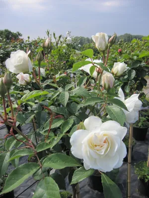 Produktbild von Rosa Schneewittchen® - Stammrose Schneewittchen® - Kordes Rose