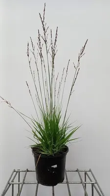Produktbild von 6 x  Molinia caer. 'Heidezwerg' - Pfeifengras  - Topf 9 x 9 cm
