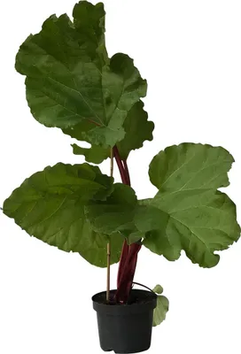 A potted rhubarb plant with large green leaves and red stems.