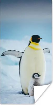 Produktbild von MuchoWow® Poster Kaiserpinguin mit Jungen 80x160 cm - Kinderzimmer