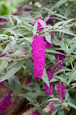 Produktbild von Buddleja davidii 'Cardinal', Schmetterlingsflieder, rot, 40–60 cm