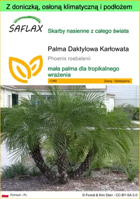 Zdjęcie produktu dla SAFLAX - Garden to go - Palma Daktylowa Karłowata - 25 Nasiona - Z doniczką, pokrywą klimatyczną i podłożem do uprawy - Phoenix roebelenii