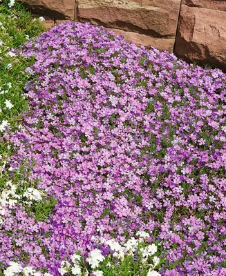Produktbild von Phlox douglasii 'Lilac Cloud', Polsterphlox, lila, ca. 9x9 cm Topf
