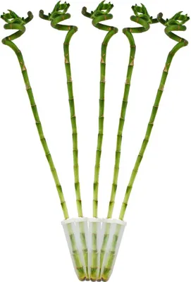 Obrázok produktu pre Sada 5 kusov šťastných bambusov 'Lucky Bamboo' - špirála - v tube - Dracaena Sanderiana - výška cca 40 cm