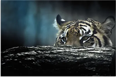 Produktbild von MuchoWow® Poster Tiger - Rüssel - Tarnfarbe 180x120 cm - Fotoplakat
