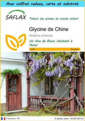 Image de SAFLAX Ensemble-cadeau - Glycine de Chine - 4 graines - Wisteria