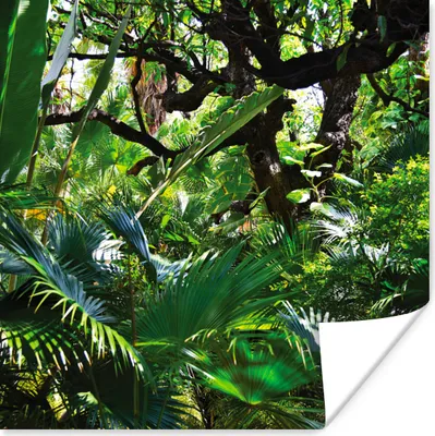 Produktbild von MuchoWow® Poster Schöne Muster von Blättern und Bäumen in einem Regenwald 75x75 cm - Wand Dekoration