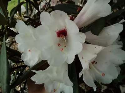 Produktbild von Wild Rhododendron / Alpenrose - Rhododendron praevernum 30-40cm