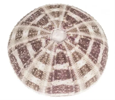 Produktbild von NaDeco Toxopstes pileolus 6-8 cm, Rosenseeigel Gehäuse, Deko, Gereinigt und naturbelassen, Sehr dünnwandig