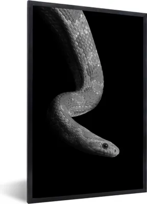 Produktbild von MuchoWow® Gerahmtes Poster Tiere - Schlange - Schwarz - Weiß - Porträt 40x60 cm - Poster mit Schwarzem Bilderrahmen Wandposter Rahmen Foto Bilder - Papierdruck - Wandbilder
