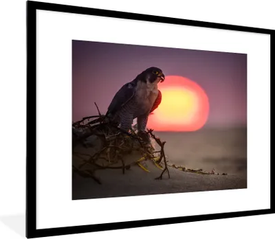 Produktbild von MuchoWow® Gerahmtes Poster Wanderfalke - Sonne - Sand 80x60 cm - Poster mit Schwarzem Bilderrahmen Wandposter Rahmen Foto Bilder - Schlafzimmer-Dekorationen - Fotoposter