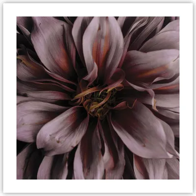 Produktbild von Poster - Poster ohne Rahmen - Blumenstrauß Künstlerisch Blume - 50x50 cm - Wand Bild - Wanddeko - Wandbilder - Kunstposter - Wandposter - Bilder - Kunstdruck - Wanddekoration - P2XAC50x50-5019