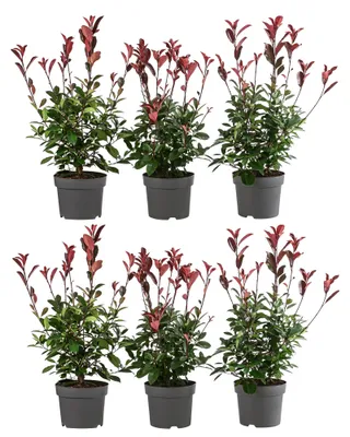 Produktbild von Dehner Purpur-Glanzmispel Red Robin, für 2 Meter Hecke, 40-60 cm, 6 x 5 l Topf, Heckenpflanze