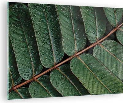 Produktbild von Bilder auf glas - Einteilig - Tropfen Wasser Blätter - 70x50cm - Glasbilder - Wandbilder - Bilder - zum Aufhängen bereit - Wanddekoration aus Glas - Glas Bilder - Wandbild auf Glas - GAA70x50-4328