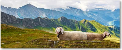 Produktbild von Tulup® Glas-Bild Wandbild aus Glas - 125x50 - Wandkunst - Wandbild hinter gehärtetem Sicherheitsglas - Dekorative Wand für Küche & Wohnzimmer  - Landschaften - Schafe Alpen - Mehrfarbig