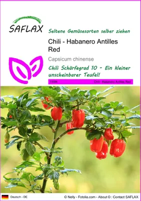 Produktbild von SAFLAX - Chili - Habanero Antilles Red - Capsicum chinense - 10 Samen
