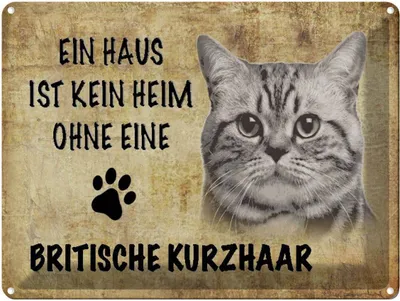Produktbild von vianmo Blechschild 30x40 cm Britische Kurzhaar Katze