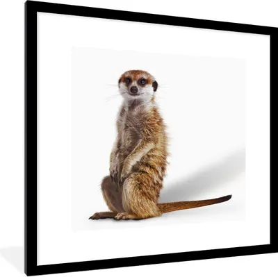 Produktbild von MuchoWow® Gerahmtes Poster Erdmännchen - Tiere - Fell 40x40 cm - Poster mit Schwarzem Bilderrahmen Wandposter Rahmen Foto Bilder - Poster - Plakat im Rahmen