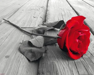 Immagine prodotto di Fiori - Rosa su legno - Stampa poster fotografico - Dimensioni 50x40 cm