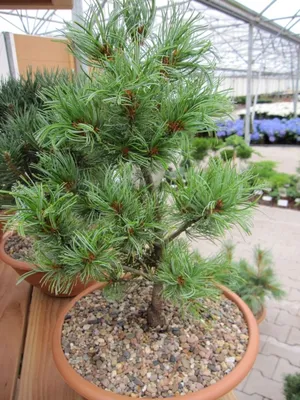 Produktbild von Pinus parviflora Schoons Bonsai - Mädchenkiefer 30-40