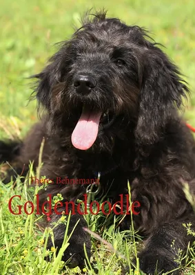 Produktbild von Goldendoodle