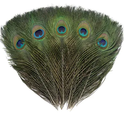 Productafbeelding van Set van 16 natuurlijke pauwenveren van 25-30 cm
