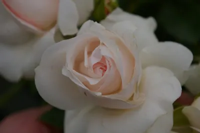 Produktbild von Kleinstrauchrose - Rosa Aspirin® Rose - weiß - Duft+ -Tantau-Rose - ADR-Rose