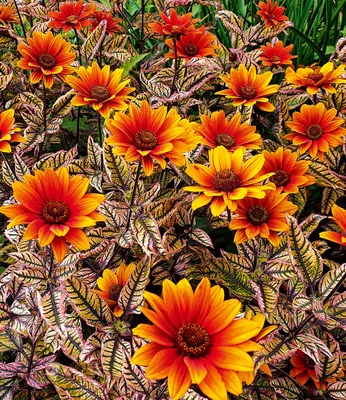 Produktbild von BALDUR Garten 1x Sonnenauge 'Orange Marble', einzigartig marmoriertes Laub, winterhart, verträgt Trockenheit, bienenfreundlich, Dauerblüher, ideal für Beet & Kübel, robust