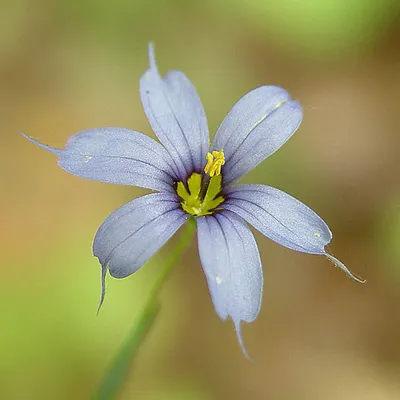 Image de 6 x Lycopode - Sisyrinchium angustifolium | Pot 9cm x 9cm